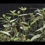 Herbciepscam fraud uncovered: How to identify and avoid this growing scam