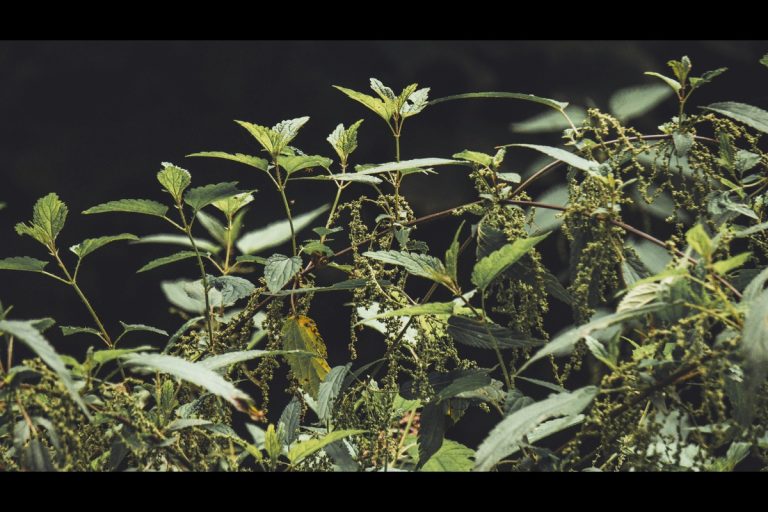 Herbciepscam fraud uncovered: How to identify and avoid this growing scam