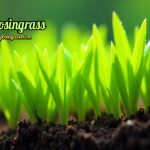 The science behind Lyposingrass: What research says about its properties