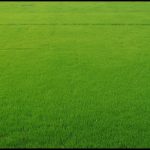 The Rise of Insetprag: How Its Transforming sector/domain