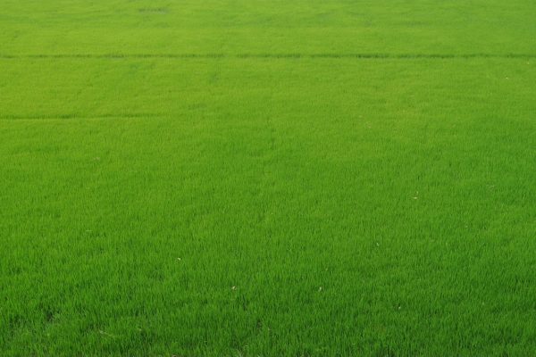 The Rise of Insetprag: How Its Transforming sector/domain