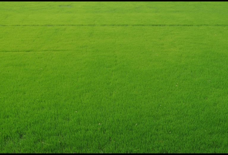 The Rise of Insetprag: How Its Transforming sector/domain