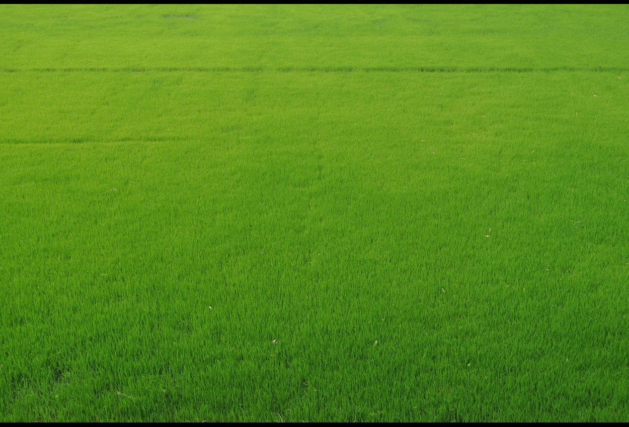 The Rise of Insetprag: How Its Transforming sector/domain